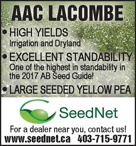 AAC Lacombe Yellow Pea Seed