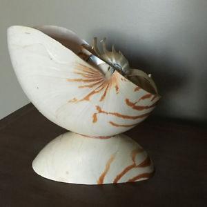 Nautilus Seashell Dish/Planter