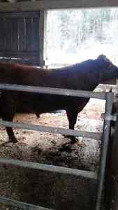 Red angus bull for sale