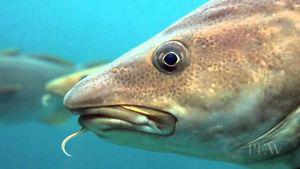 Wanted: Rubber Cod Fish for Brier