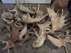 Wanted: BUYING- ANTLER SHEDS