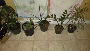 10 houseplants need gone asap $60