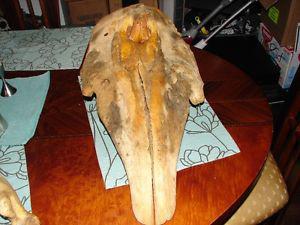 Beluga Whale Skull