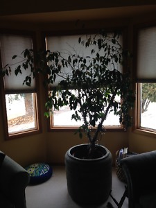 Large Indoor - 6 Ft FIG Tree