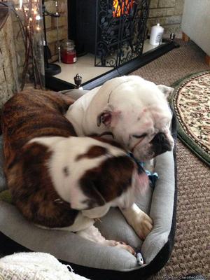 2 Britsh bulldogs