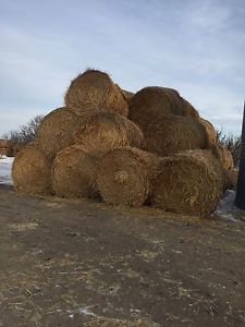 Round Oats straw bales