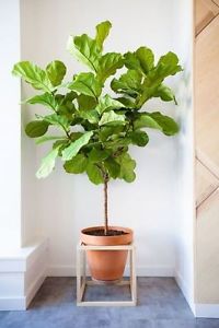 Wanted: Houseplants To a Good Home