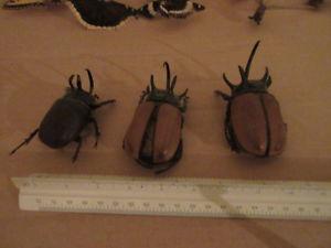 three rhino beetles