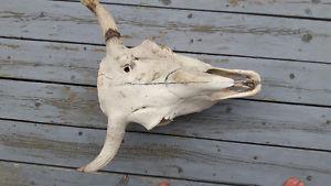 Real buffalo skull