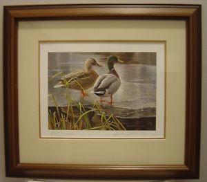 Robert Bateman Mallard Ducks Print