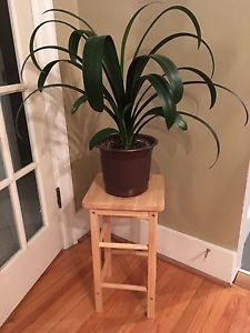 2 cute wooden stools - or plant stands!