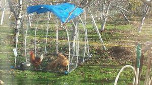 OSOYOOS Greenhouse or Chicken Small Pet Pen
