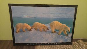 Polar bear picture