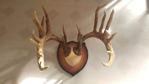 Whitetail deer antler mount replica