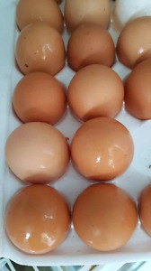 free range brown /white chicken eggs (Large - XL)