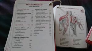 Anatomy and physiology flashcards