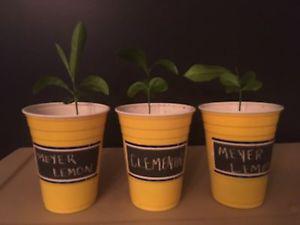 Meyer Lemon Plant Tree Seedling