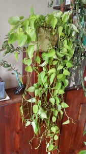 Hanging basket plant