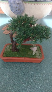 Miniature Imitation Japanese Bonsai Plant