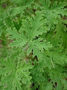 Wanted: citronella plant wanted