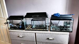 Aquarium and angel fish