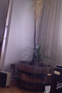 8 Foot Onion Palm Tree