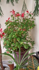 Big poinsettia house plant (tree)