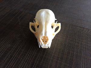 Canadian Lynx Skull Real Bone