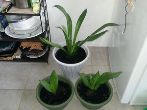 HEALTHY BEAUTIFUL HOUSE PLANTS FOR SALE