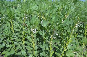 Wanted: Looking for Faba Bean seed.