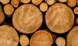 Wanted: Looking for LOGS, ROUNDS, WOOD.