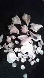 nice sea shell collection great price