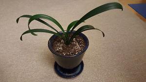 Clivia Plant