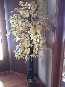 Light yellow silk tree