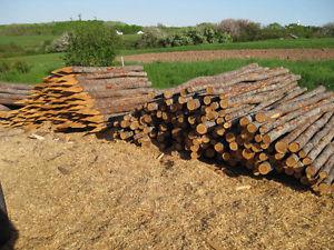 Spruce Fence Posts - for sale - $2.50 each - can deliver
