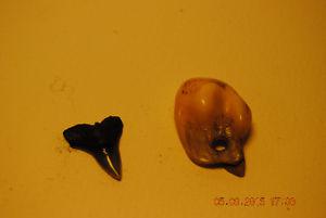 Lot 2 Authentic Animals Bones Teeth Pieces