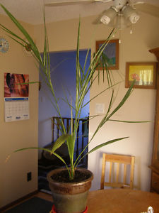 home plant