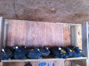 puddle duck decoys painted like scoters