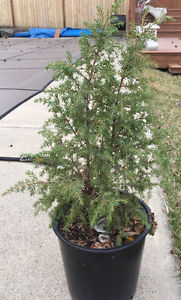 Juniper bush