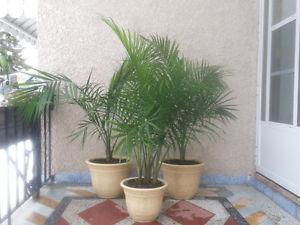 BEAUTIFUL HEALTHY HOUSE OR SUNROOM PLANTS 4 SALE