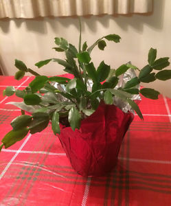 Blooming Cactus (HousePlant)