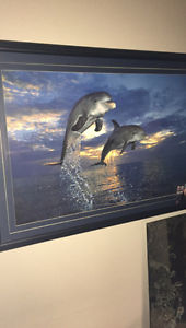 Dolphin picture