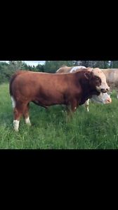 Full Fleckvieh simmental Bulls