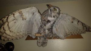 Talking Fish & Hooting Owl, Motion Activated, $500 for Both