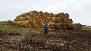 200 Oat Greenfeed Bales