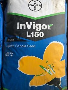 Canola seed