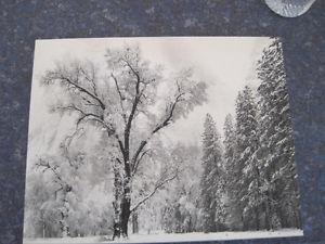 Trees and Snow Yosemite National Park Dry Mount Picture