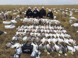 Wanted: Want to buy. Full body snow goose decoys