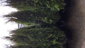 6-7ft cedar trees for hedge