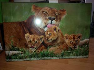 Lion Picture